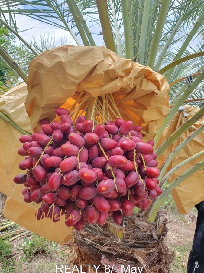 ขายที่ดินแปลงใหญ่ 19 ไร่ พร้อมสวนอินทผลัมให้ผลผลิต ใกล้ถนนใหญ่ ดอนเจดีย์ สุพรรณบุรี