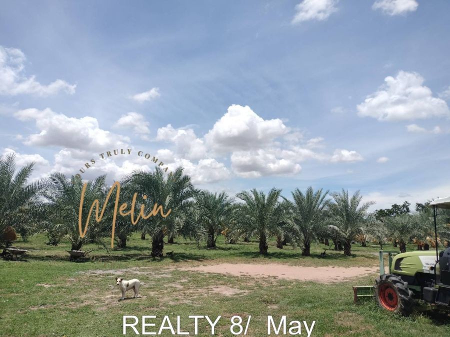 ขายที่ดินแปลงใหญ่ 19 ไร่ พร้อมสวนอินทผลัมให้ผลผลิต ใกล้ถนนใหญ่ ดอนเจดีย์ สุพรรณบุรี