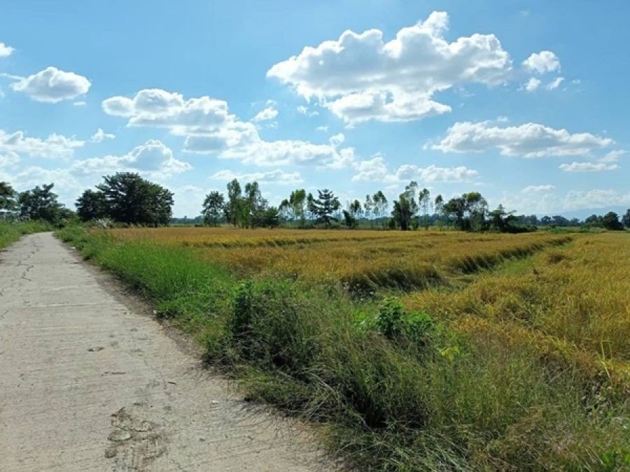 ขายด่วน...ที่นา อ.ดอกคำใต้ จ.พะเยา วิวเขา มีน้ำตลอดปี อากาศดีมาก ฮวงจุ้ยดี โทร 099-1961001