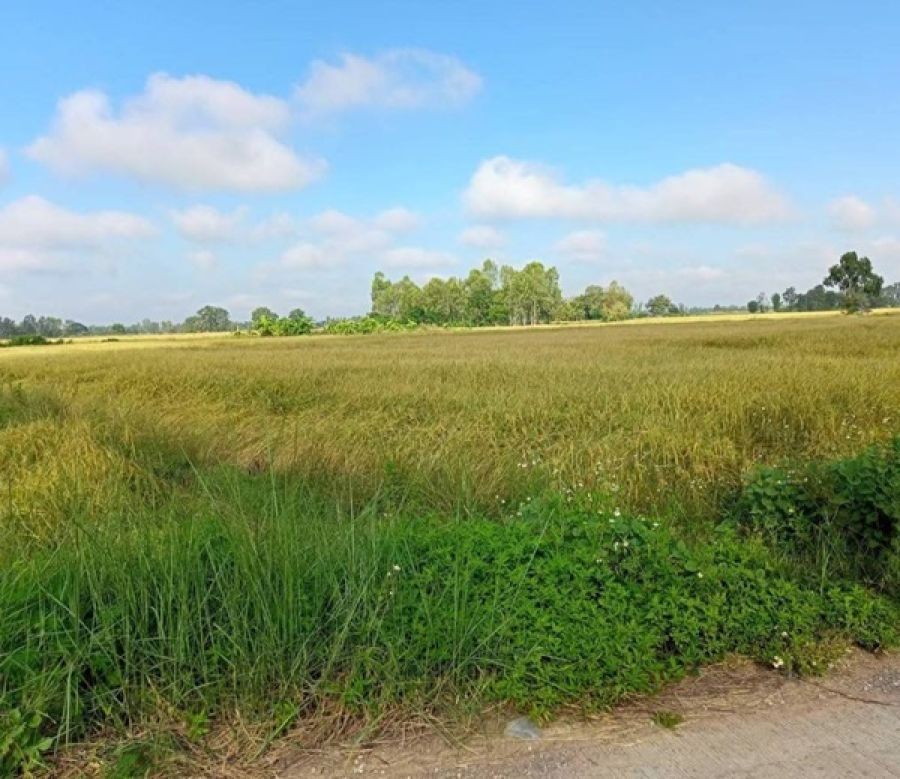 ขายด่วน...ที่นา อ.ดอกคำใต้ จ.พะเยา วิวเขา มีน้ำตลอดปี อากาศดีมาก ฮวงจุ้ยดี โทร 099-1961001