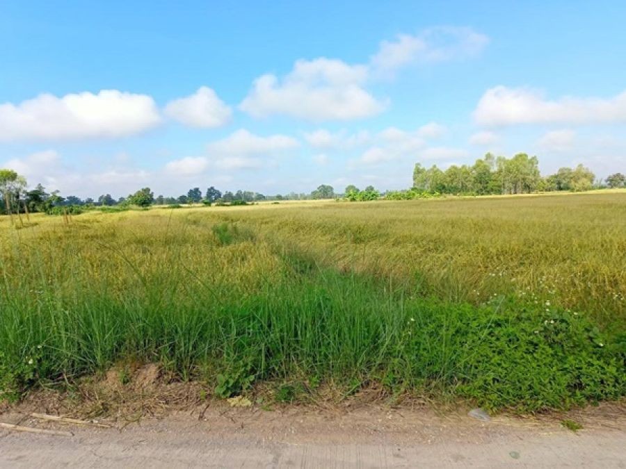 ขายด่วน...ที่นา อ.ดอกคำใต้ จ.พะเยา วิวเขา มีน้ำตลอดปี อากาศดีมาก ฮวงจุ้ยดี โทร 099-1961001