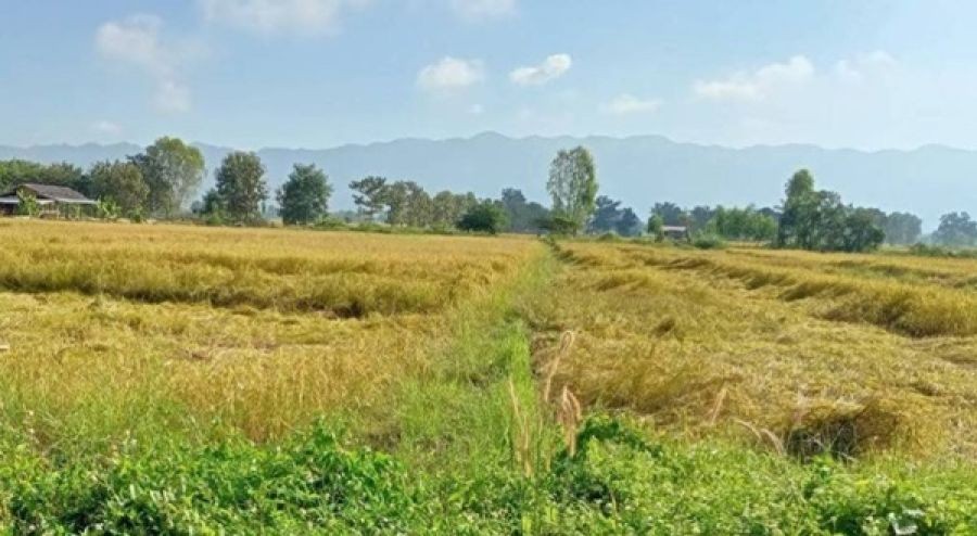 ขายด่วน...ที่นา อ.ดอกคำใต้ จ.พะเยา วิวเขา มีน้ำตลอดปี อากาศดีมาก ฮวงจุ้ยดี โทร 099-1961001