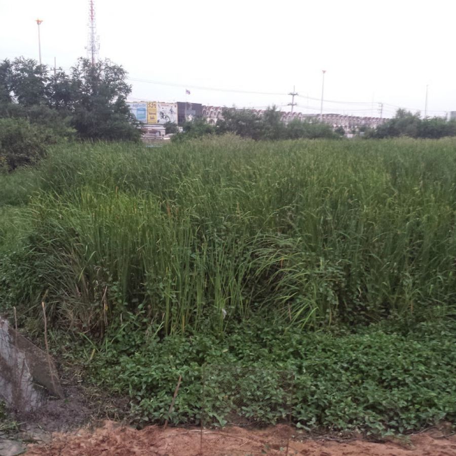 ขายที่ดิน 36 ไร่ ติดถนนพหลโยธิน ใกล้โรงพยาบาลหนองแค อ.หนองแค จ.สระบุรี