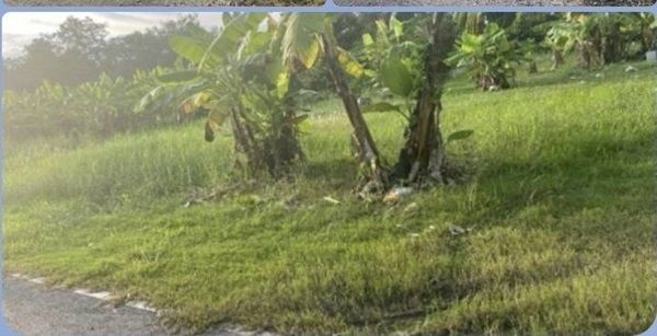 ขายที่ดิน ดอนเจริญ เมืองนครนายก 200 ตร.ว. ติดถนน มีน้ำ มีไฟ พร้อม ไลน์ korn6655