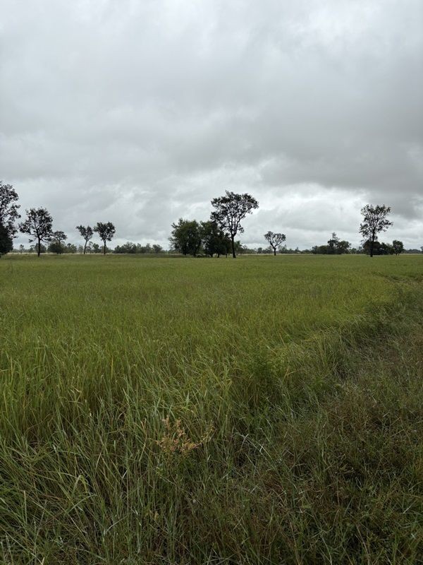 ด่วน ขายที่นา ราคาถูก อ.กันทรารมย์ จ.ศรีสะเกษ เนื้อที่ 12 ไร่ 2 งาน 62.6 ตร.ว. โทร 062-5982441 (คุณโย)