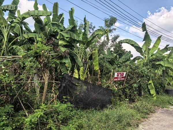 ขายที่ดินเปล่า 70ตรว. คลอง11 หมู่บ้านนริศรา ซ.4 ถูกกว่าราคาประเมิน เจ้าของขายเอง โทร 0969654945