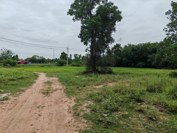 ขายที่ดินเปล่า 16 ไร่ 2 งาน 58 ตร.ว. อำเภอประทาย นครราชสีมา ติดถนน อยู่ในแหล่งชุมชน โทร 083-9169044