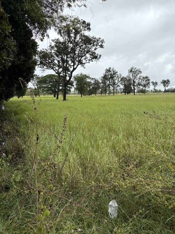 ด่วน ขายที่นา ราคาถูก อ.กันทรารมย์ จ.ศรีสะเกษ เนื้อที่ 12 ไร่ 2 งาน 62.6 ตร.ว. โทร 062-5982441 (คุณโย)