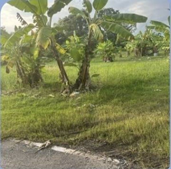 ขายที่ดิน ดอนเจริญ เมืองนครนายก 200 ตร.ว. ติดถนน มีน้ำ มีไฟ พร้อม ไลน์ korn6655