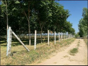 ขายสวนยางบนที่ดิน 18 ไร่ อ.นาคี จ. ปราจีนบุรี ใกล้โครงการเขื่อนห้วยโสมง และสวนนงนุช